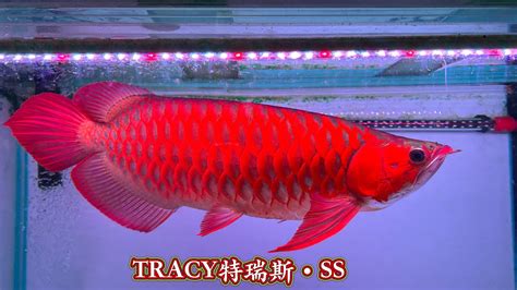 血紅龍魚價格